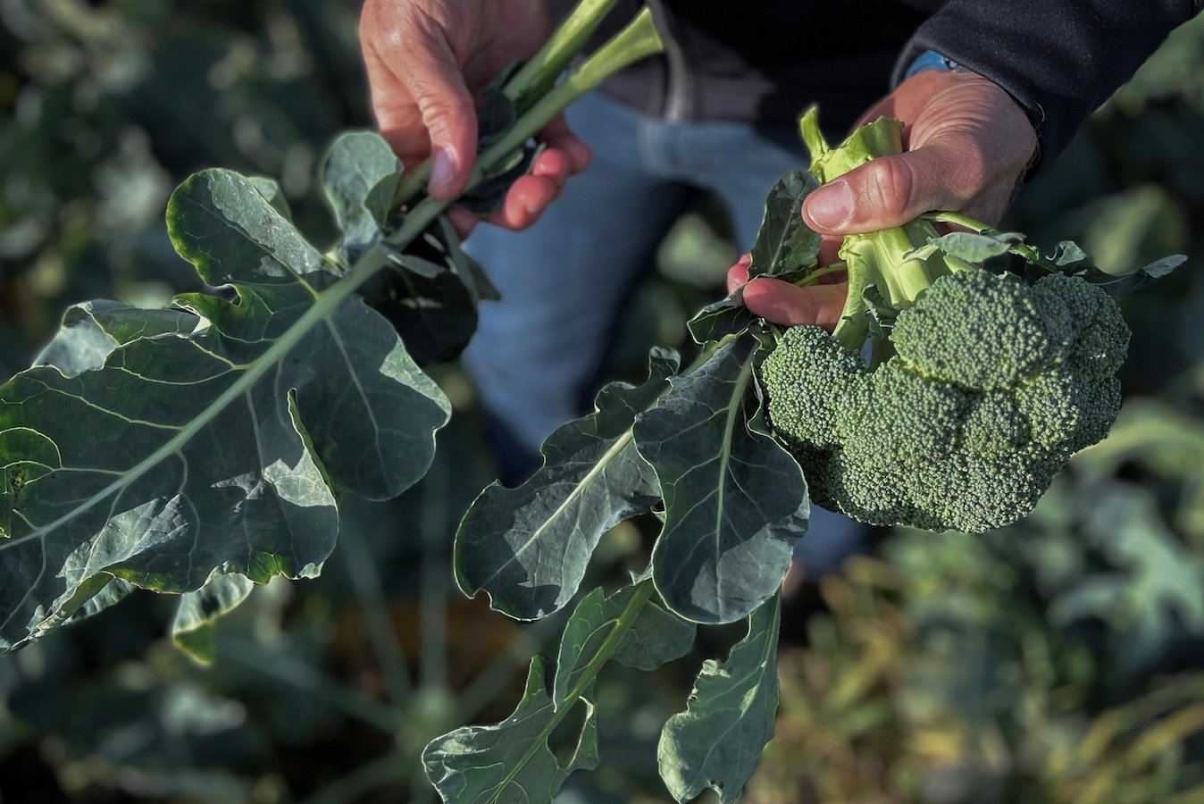 Close-up of two hands harvesting broccoli, holding a compact green broccoli head in one hand and freshly cut leafy stems in the other, with mature broccoli plants filling the field in the background 